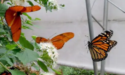 Monarch butterflies listed as endangered | CTV News