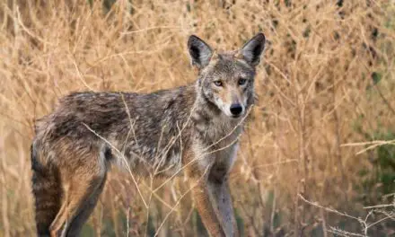 Aggressive coyotes attacking dogs in Mill Creek Ravine, south Edmonton – Edmonton | Globalnews.ca